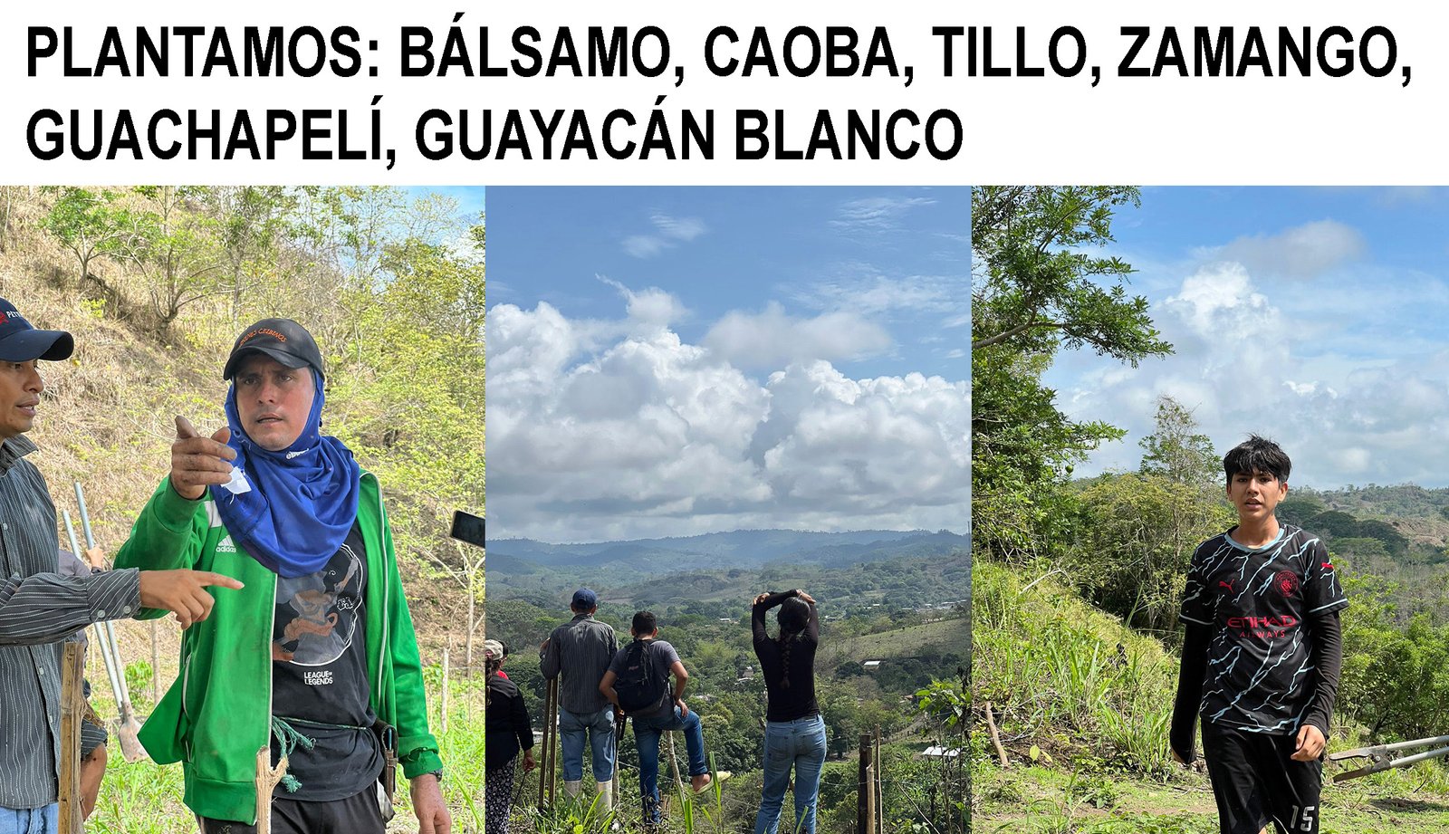 Árboles recién sembrados