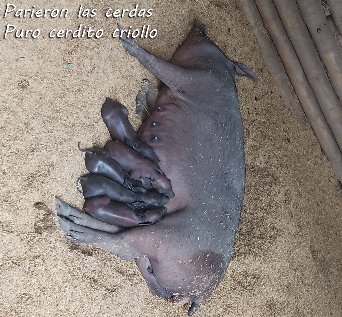 Cerditos criollos recién nacidos en la granja