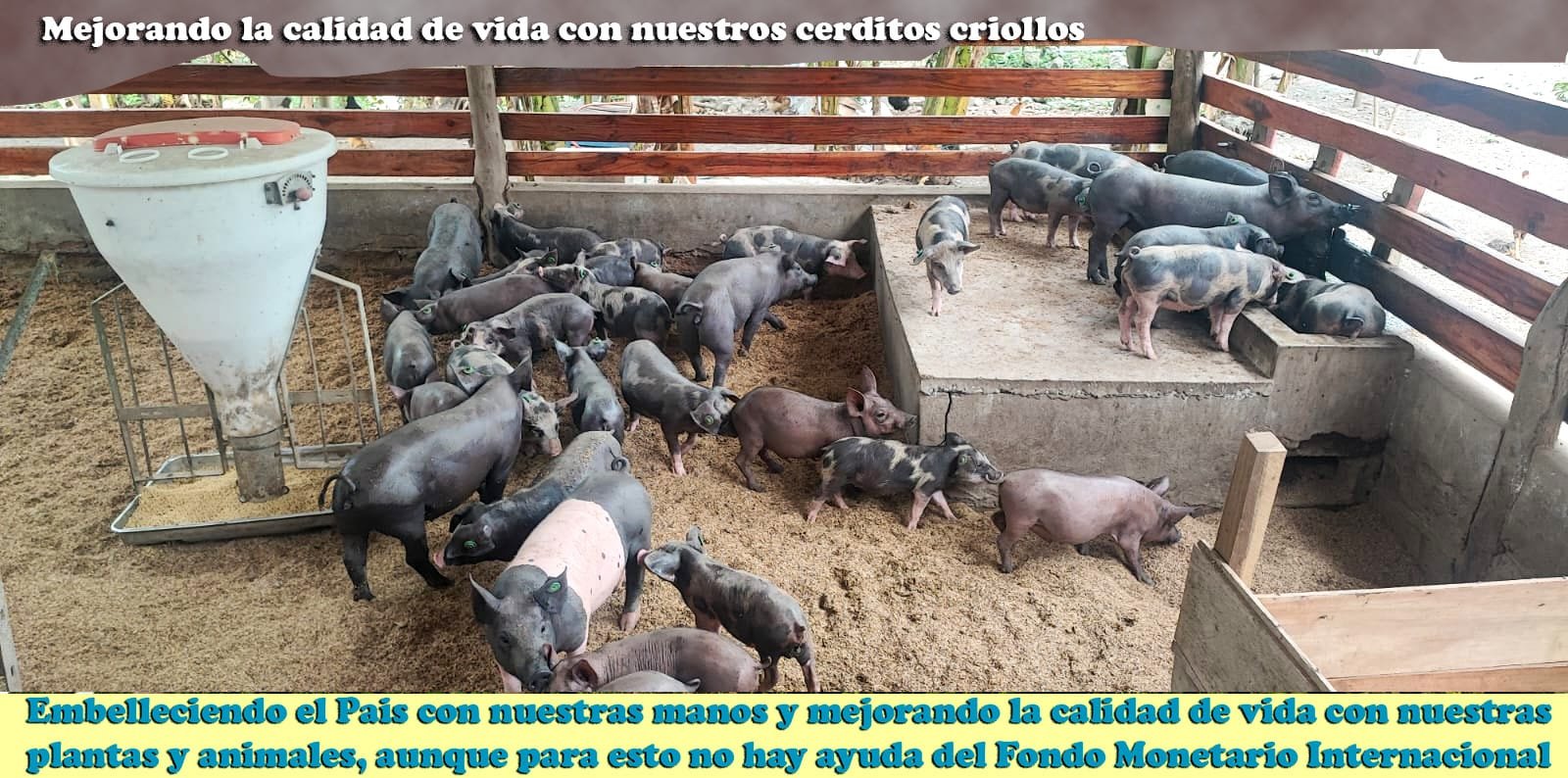 Producción de cerdos criollos en Raíces y Sueños