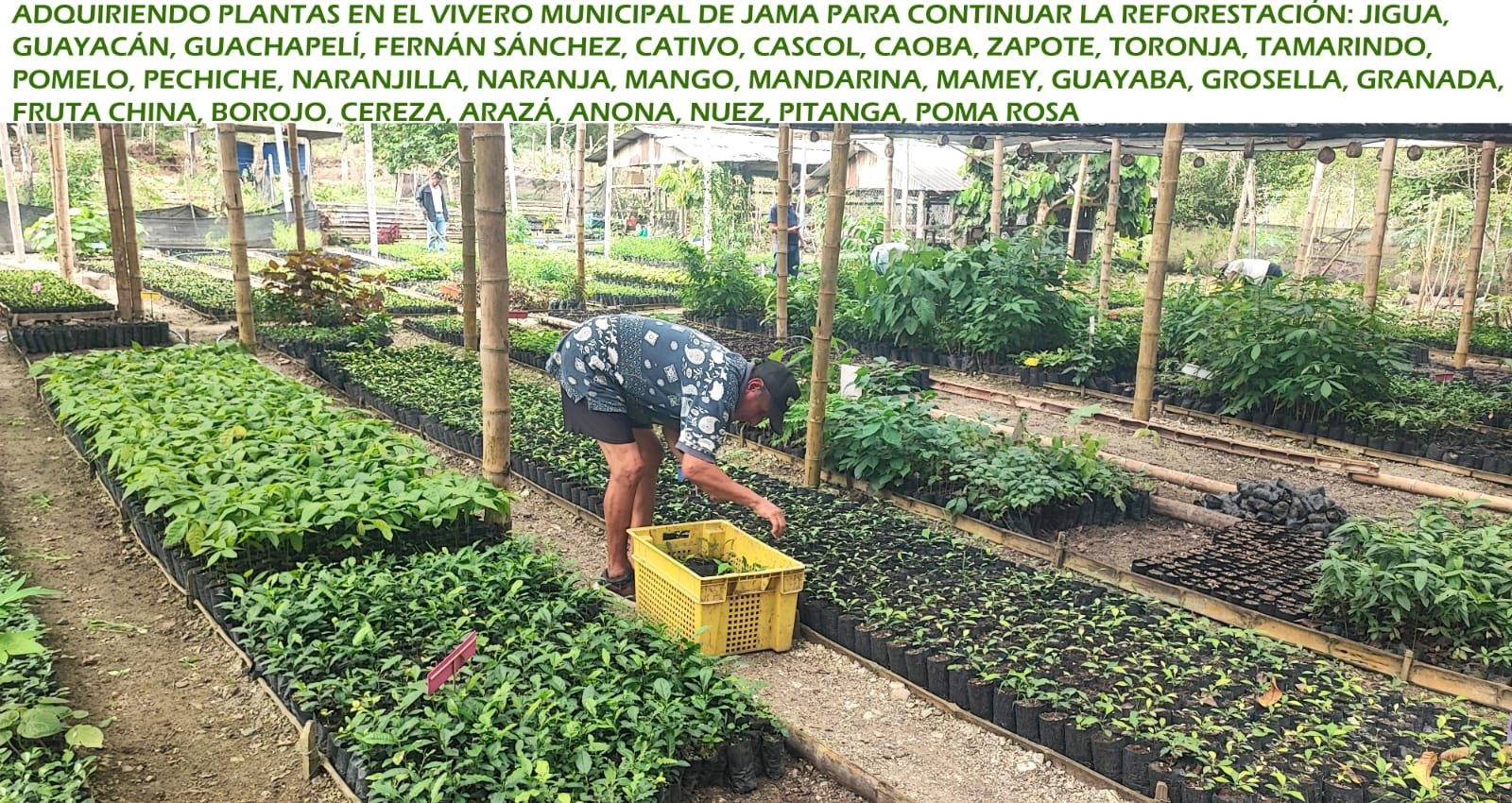 Vivero municipal de Jama