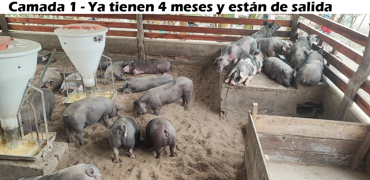 Cerdos criollos de 4 meses