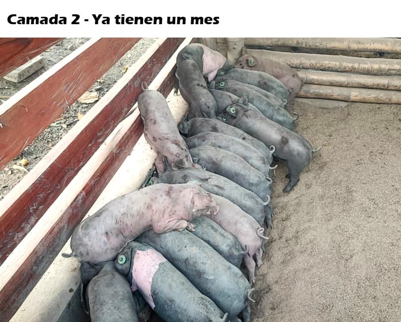 Lechones criollos de un mes