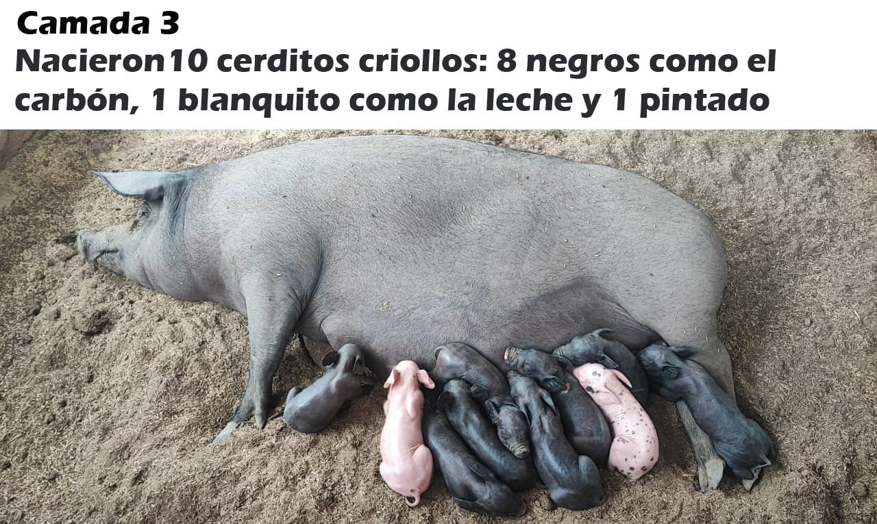 Camada de cerdos criollos recién nacidos